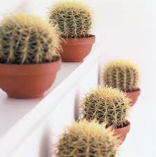 Number posts posts centered around number patterns, or round numbers. How To Grow Golden Barrel Cactus Barrel Cactus Houseplants Cactus