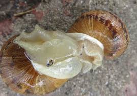 snail mating behavior gender sensory
