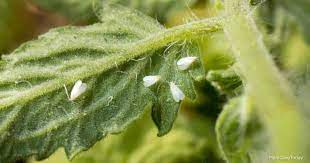 Tomato Whitefly How To Get Rid Of