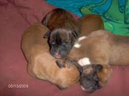 Brindle, fawn, reverse brindle, sealed brindle. Boxer Puppies In Massachusetts