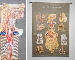 1950s Frohse Digestive System Anatomy Wall Chart