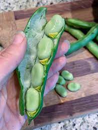 fresh fava beans fava bean pod green