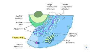 They have a single membrane that contains digestive enzymes for breaking down toxic materials in the cell. Peroxisomes Defintion Structure Function