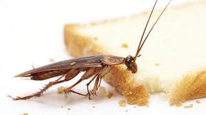 keep roach away from kitchen kfoods