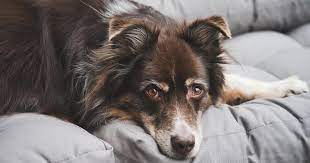 kidney disease in dogs ses and what