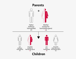 Hemophilia Inheritance Pattern Chart Save The Children