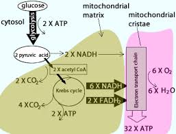 Biology The Cell Aerobic Respiration