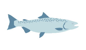 coho salmon fishchoice