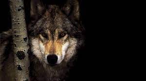 700 wolf wallpapers wallpapers com