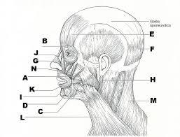 I'll provide an effective and painless way to learn or review anatomy and physiology, from the chemical level through the entire organism. Exercise 15 Gross Anatomy Of The Muscular System Flashcards Easy Notecards