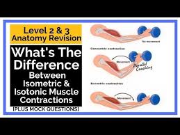 isotonic muscle contractions
