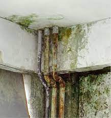 However, this is not commonly seen outside of the laboratory environment, as this small, light. What Does Basement Mold Look Like Basement Waterproofing Inc