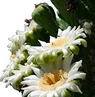 SEINet Portal Network - Dianthus furcatus