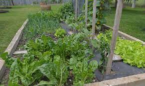 Plant A Vegetable Garden In Texas