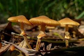 remove mushrooms growing in mulch