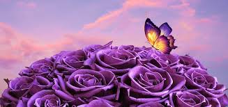 purple roses history meaning and