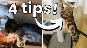 your cat to actually use his scratcher