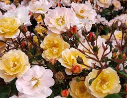 flower carpet roses archives anthony