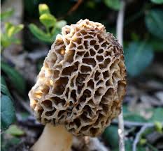 Grow Your Own Morels? | Features | Northern Express