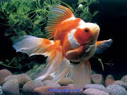 free 3d tropical fish aquarium