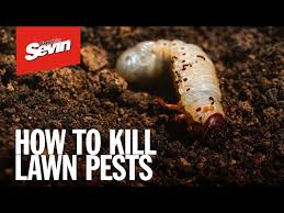 common lawn pests with sevin granules