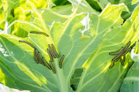 pest control for the vegetable garden
