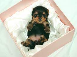 Йоркширский терьер новорожденные щенки - 76 фото