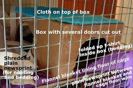 paper bedding for rats