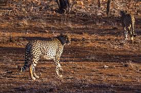 cheetah wildlife background images hd