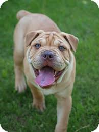 This is the price you can expect to budget for a chinese. British Bulldog Cross Shar Pei Online