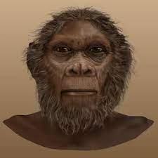 Homo rudolfensis | The Smithsonian Institution's Human Origins Program