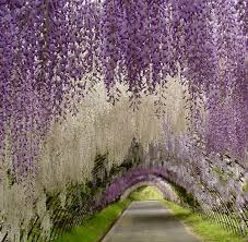 Maybe you would like to learn more about one of these? The Most Beautiful Gardens To Visit In Japan The Adventourist
