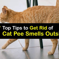cat outside cat urine smell