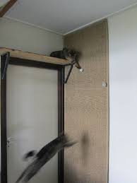 Cat Climbing Wall