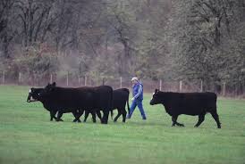 Beef Production For Small Farms An Overview Osu Extension