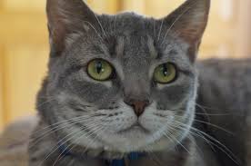 Cats seem to be able to distinguish between higher frequency colors, meaning cats respond to the colors purple, blue, green and possibly yellow range. Cat Senses Wikipedia