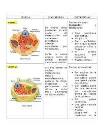célula y vegetal esquemas y
