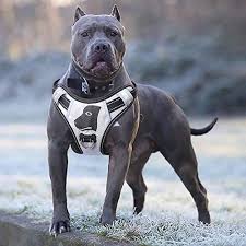 Best Dog Harnesses 15 Best Dog Harnesses For Every Kind Of Dog