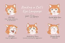 what your cat is saying with its eyes