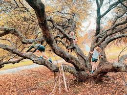 Best Climbing Trees
