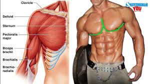 outer chest workout for a perfect chest