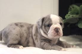 olde english bulldogges puppies for