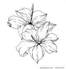 vector tropical flowers and leaves