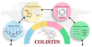 How effective is Colistin Sulphate Powder against sepsis-causing bacteria? How effective is Colistin Sulphate Powder against sepsis-causing bacteria?