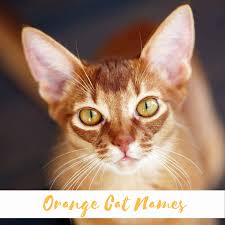 My orange tabby has yellow eyes. 500 Orange Cat Names The Only List You Ll Need To Find The Perfect Name
