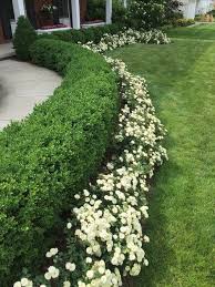 Green Ice Boxwood Small Front Yard