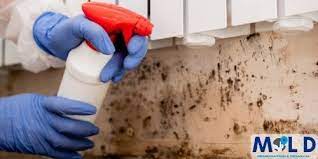 Mold Remediation Texas Mold Removal