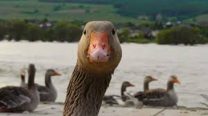 Free Images : river, wildlife, beak, fowl, fauna, plumage, eyes, duck, head, goose, vertebrate, bill, waterfowl, water bird, ducks geese and swans 2816x1584 - - 1080051 - Free stock photos - PxHere