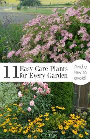 11 Easy Care Plants For Every Garden