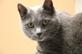 managing chronic kidney disease in cats